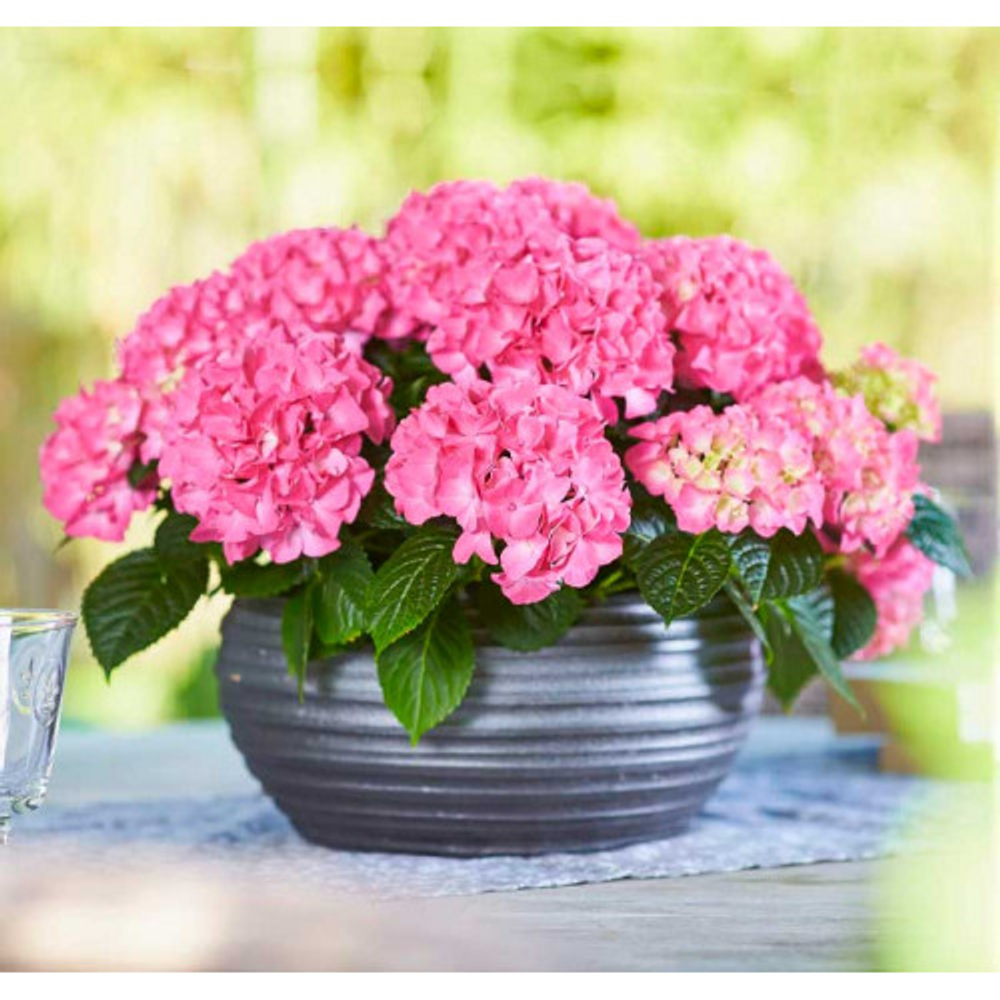 Таблетензия пинк «Tabletensia Pink» С1.5