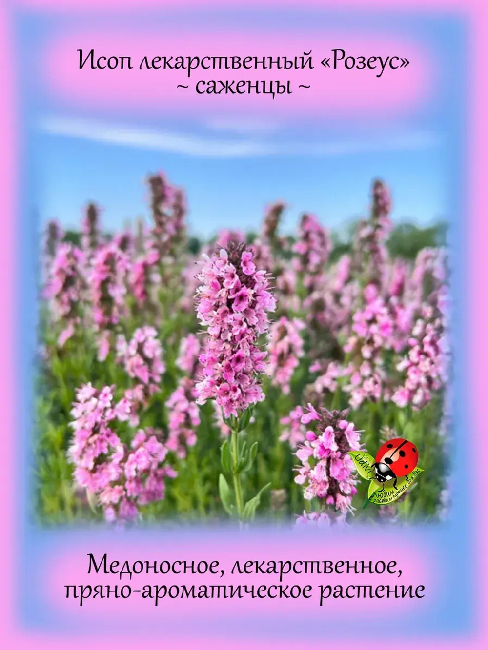 Исоп лекарственный Розеус