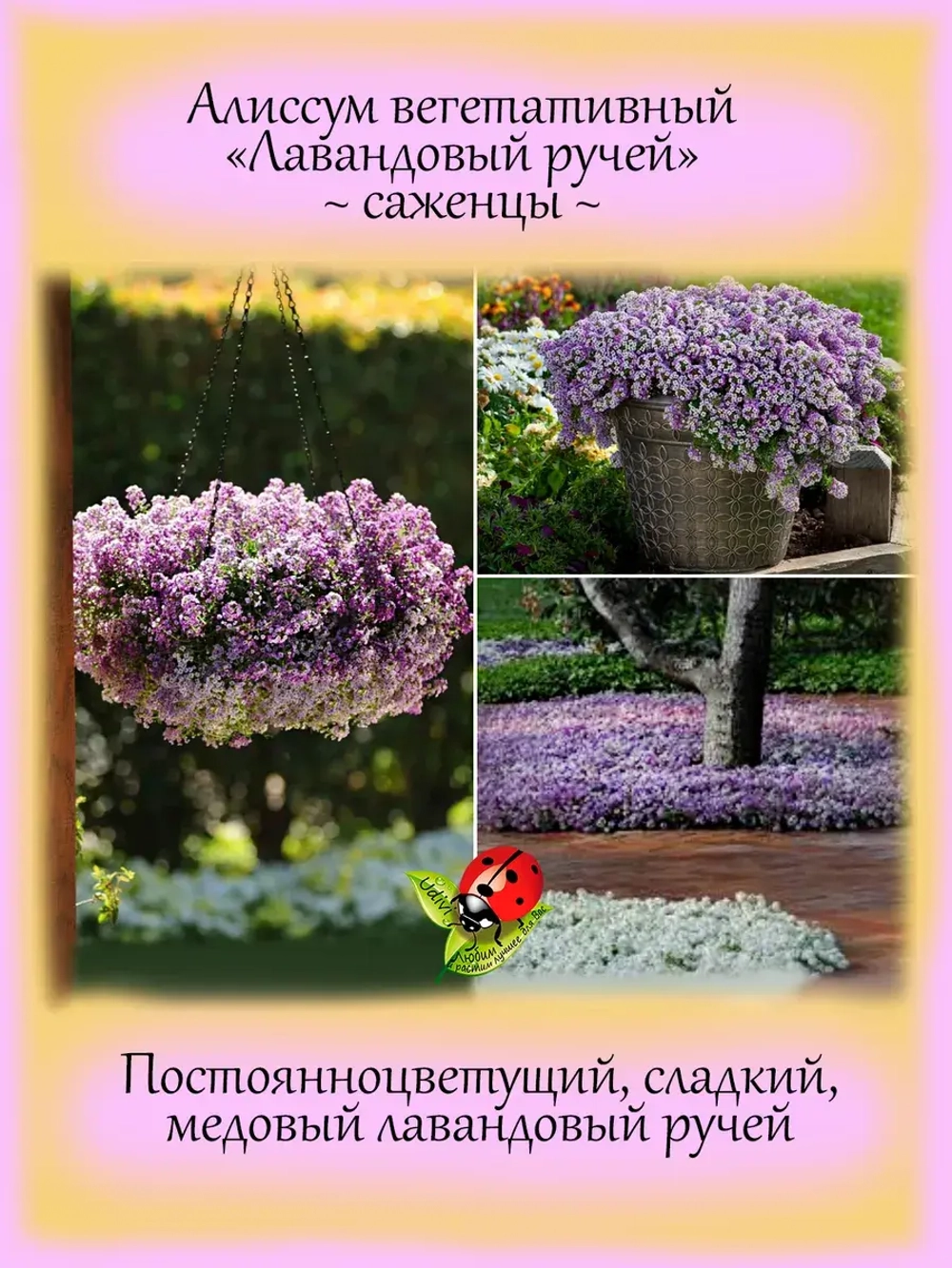Алиссум Лавандовый ручей вегетативный