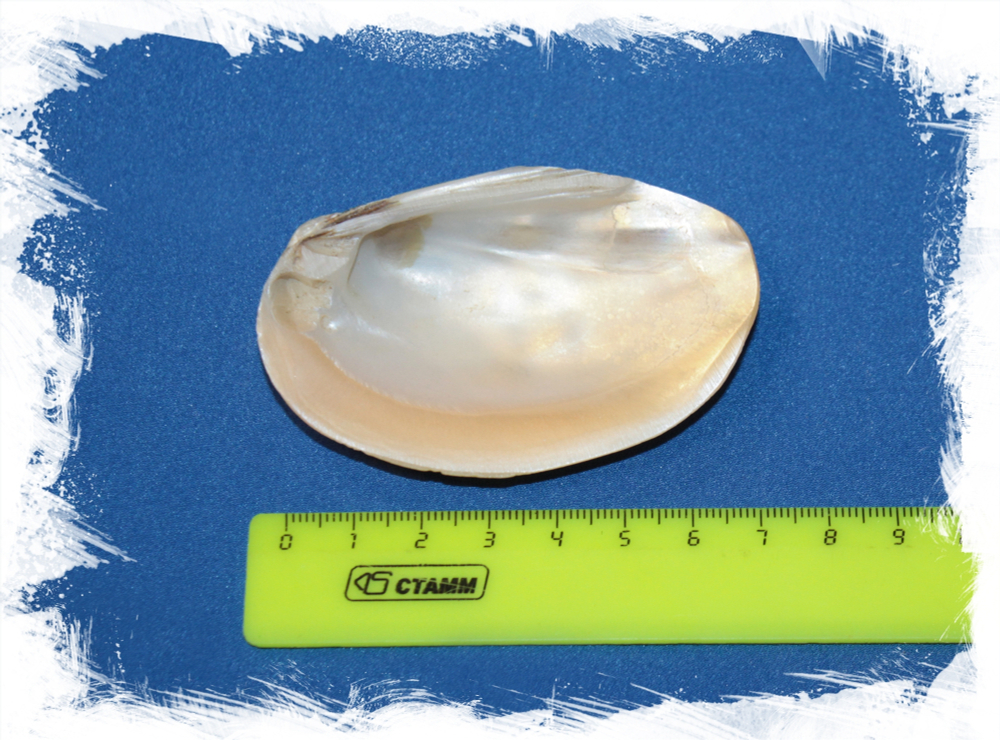 Жемчужница оранжевая полированная, 7-9см, 1шт