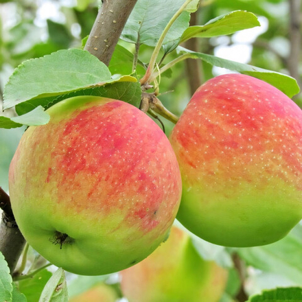 Яблоня летняя Мелба (6-летняя)