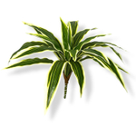 Драцена бело-зеленый куст большой