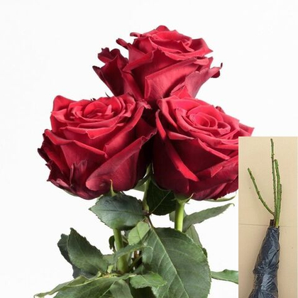 Роза Роял Эксплорер чайно-гибридная саженец с ОКС.