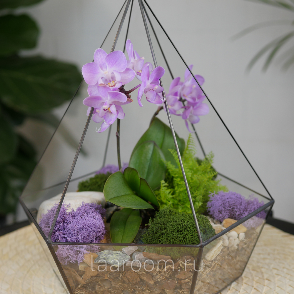 Готовый флорариум с сиреневой орхидеей Алмаз