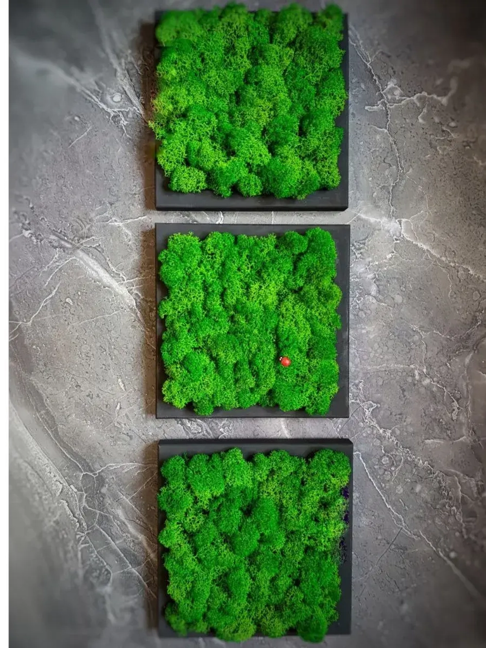 Панно из мха набор 3 шт.