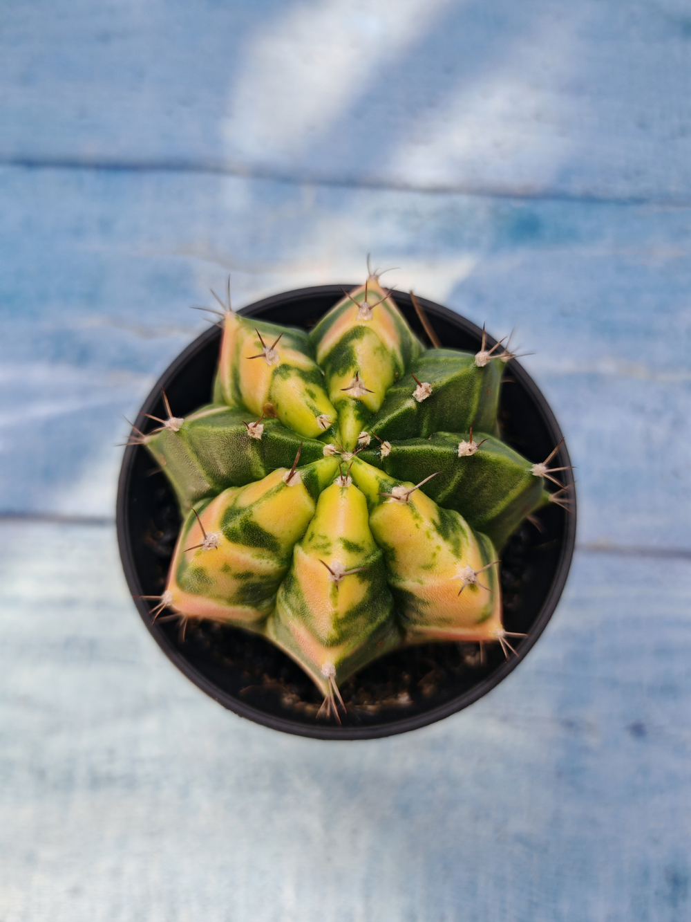 Gymnocalycium Variegata (Гимнокалициум Вариегатный)