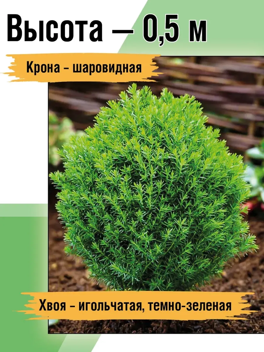 Саженец Туя западная Тедди