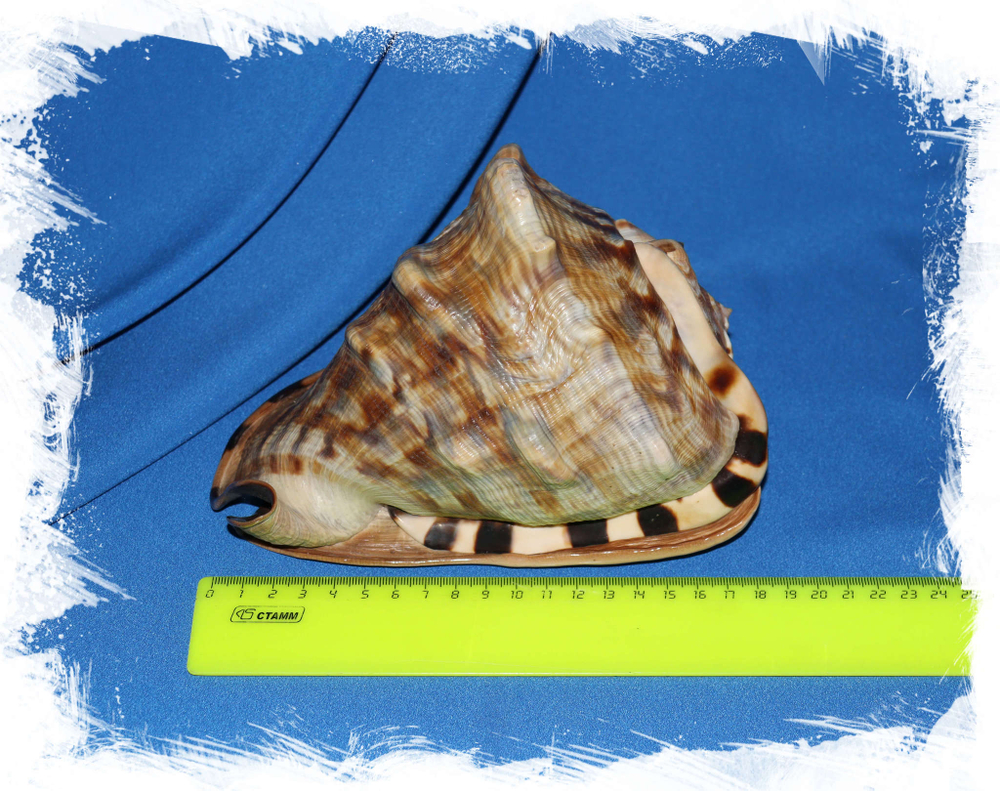 Cassis tuberosa размер