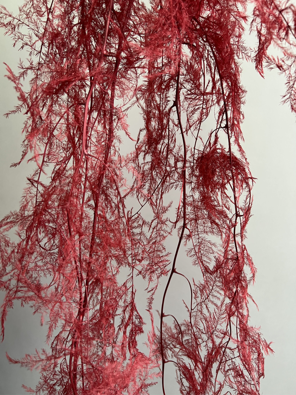 Аспарагус стабилизированный перистый бордовый