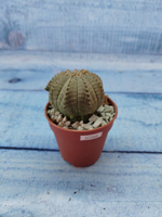 Euphoria Obesa (Эуфорбия)