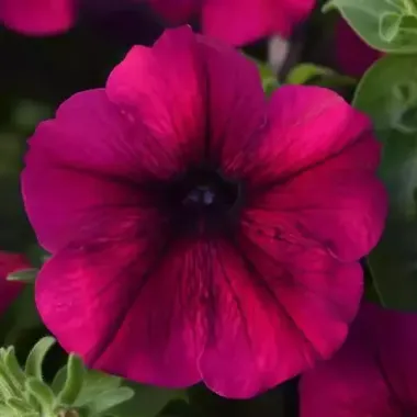 S60103 Петуния кустовая Multiflora MIRAGE VELVET 100 шт.