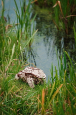 Механическая Черепаха от Eco Wood Art (EWA) - Деревянный конструктор, сборная модель, 3D пазл