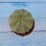Euphoria Obesa (Эуфорбия)