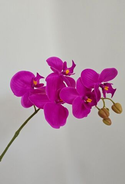 Орхидея "Перфект" 5 соцветий