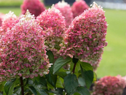 Гортензия метельчатая Пинк Промис- Розовое желание (Hydrangea paniculata `Pinky Promise`)