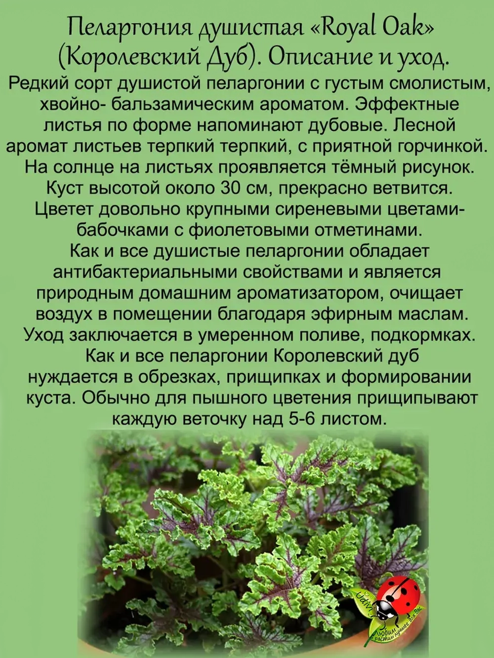 Пеларгония Королевский дуб