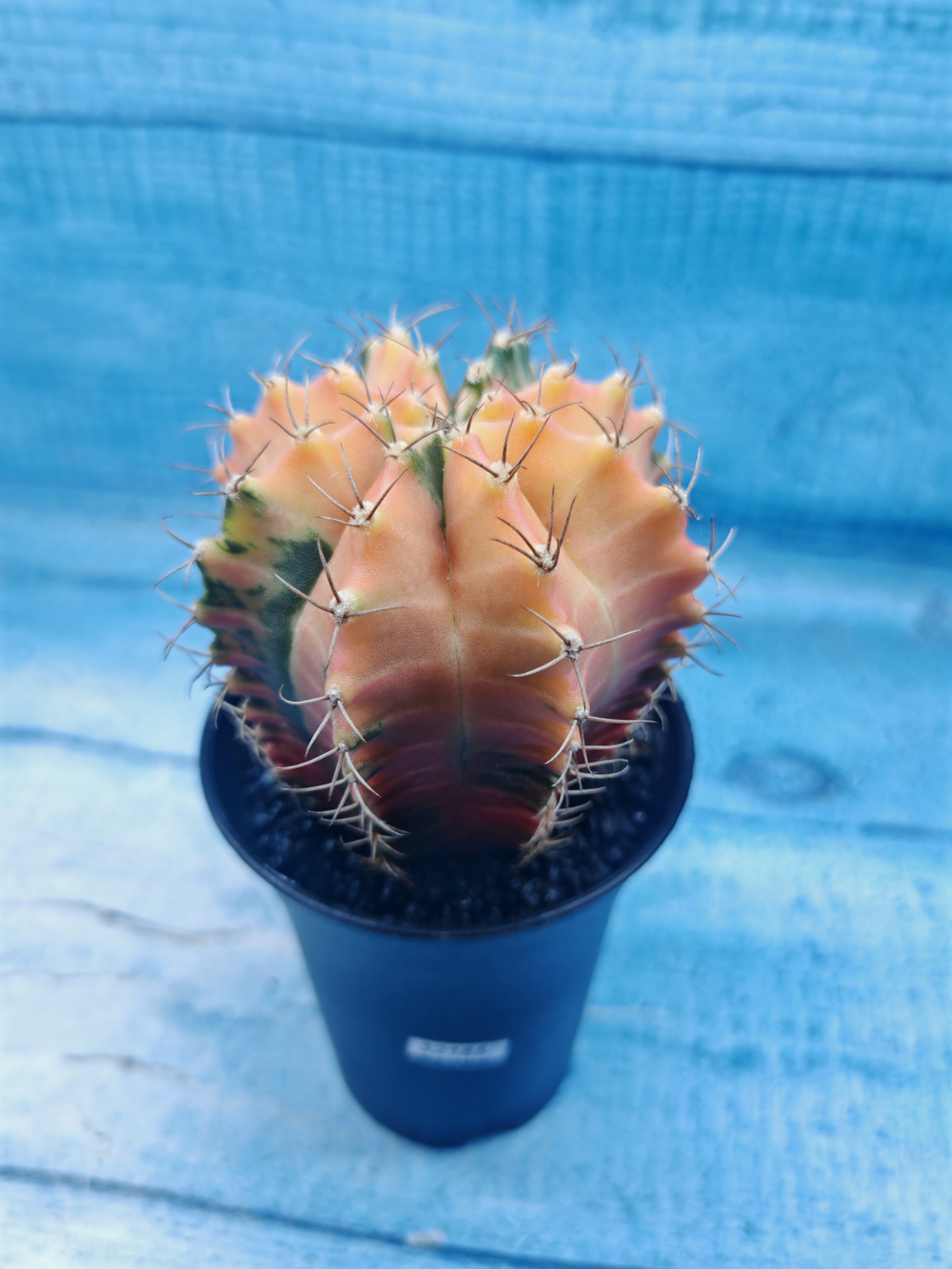 Gymnocalycium Variegata (Гимнокалициум Вариегатный)