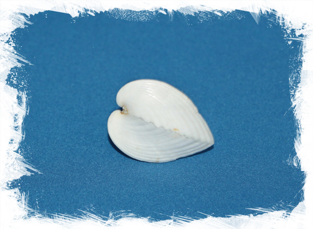 Хеми Кардиум