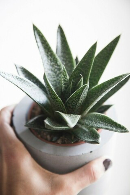 Алоэ Королевская корона