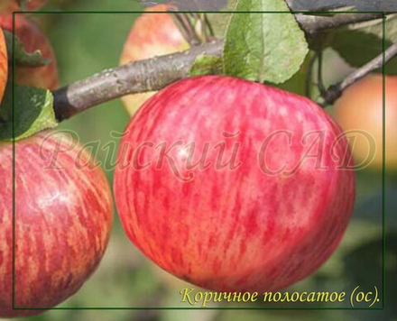 Яблоня Коричное полосатое