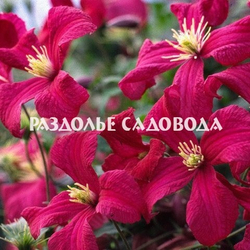 Клематис Мадам Джулия Корревон