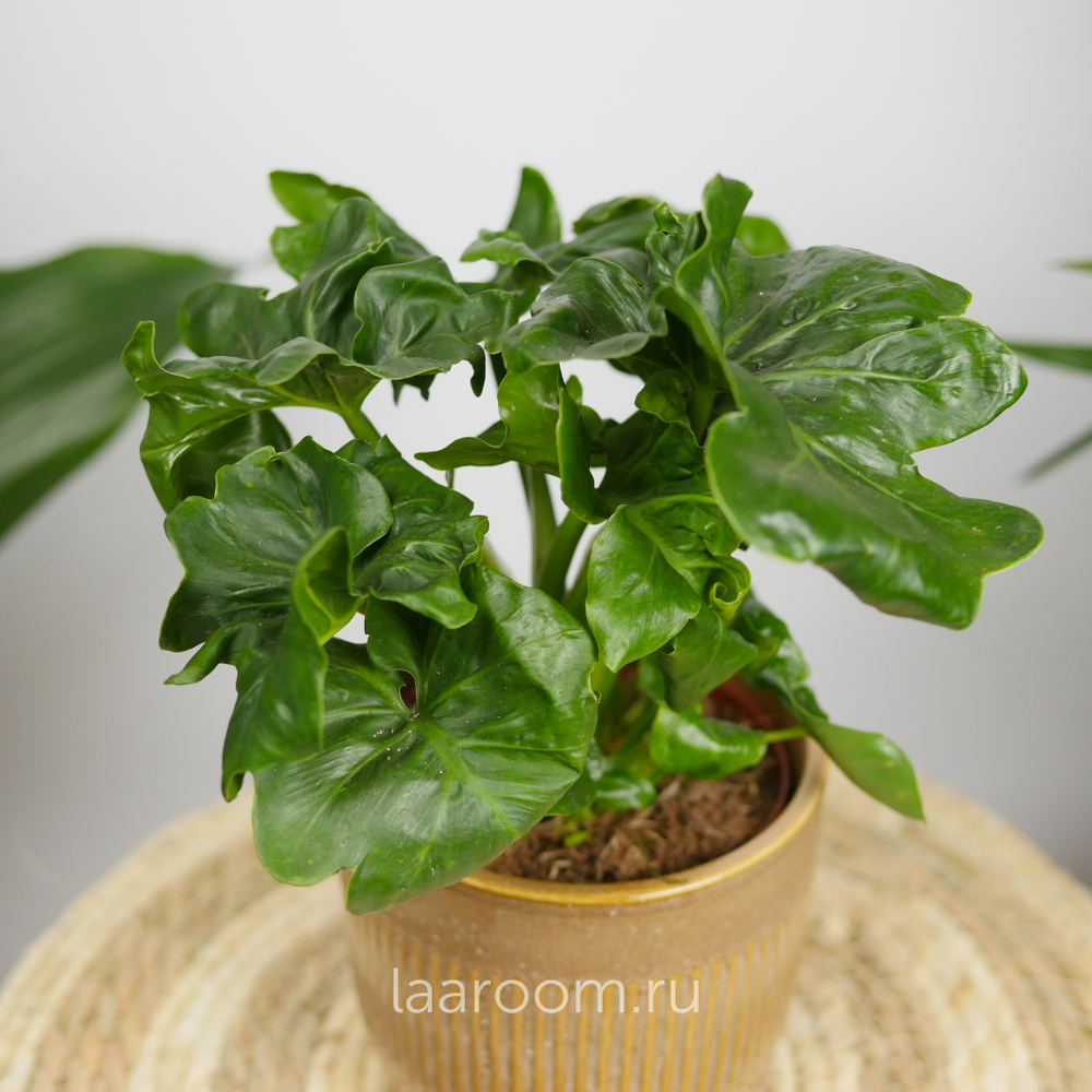 Филодендрон Атом 12/30