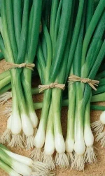 Семена Лук на зелень Лучок на пучок 0,25 гр (УД) Е/П