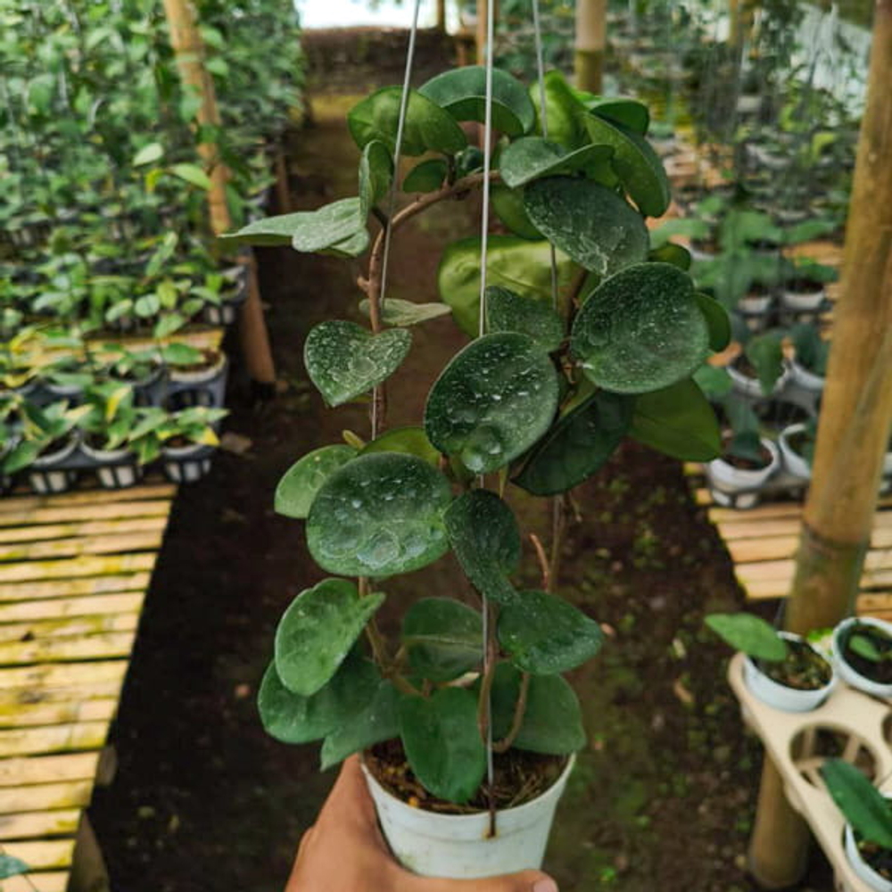 Хойя CARNOSA CHELSEA