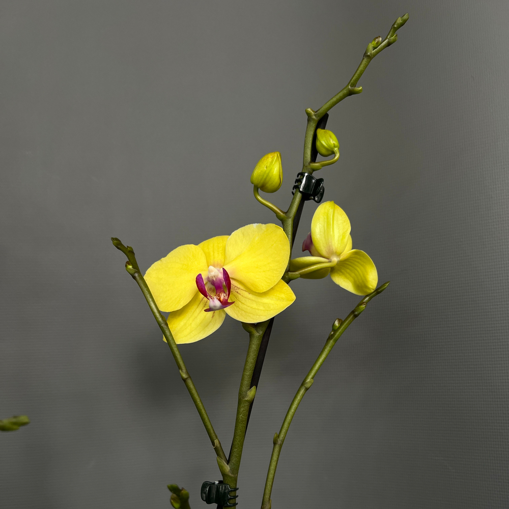 Орхидея Фаленопсис