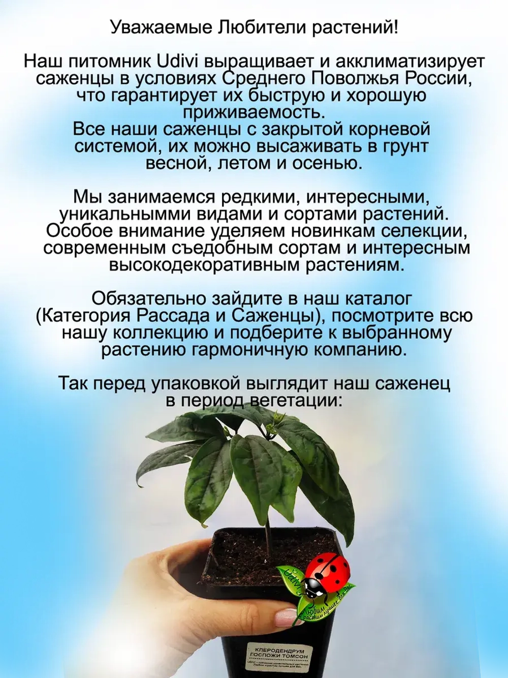 Клеродендрум Госпожи Томпсон