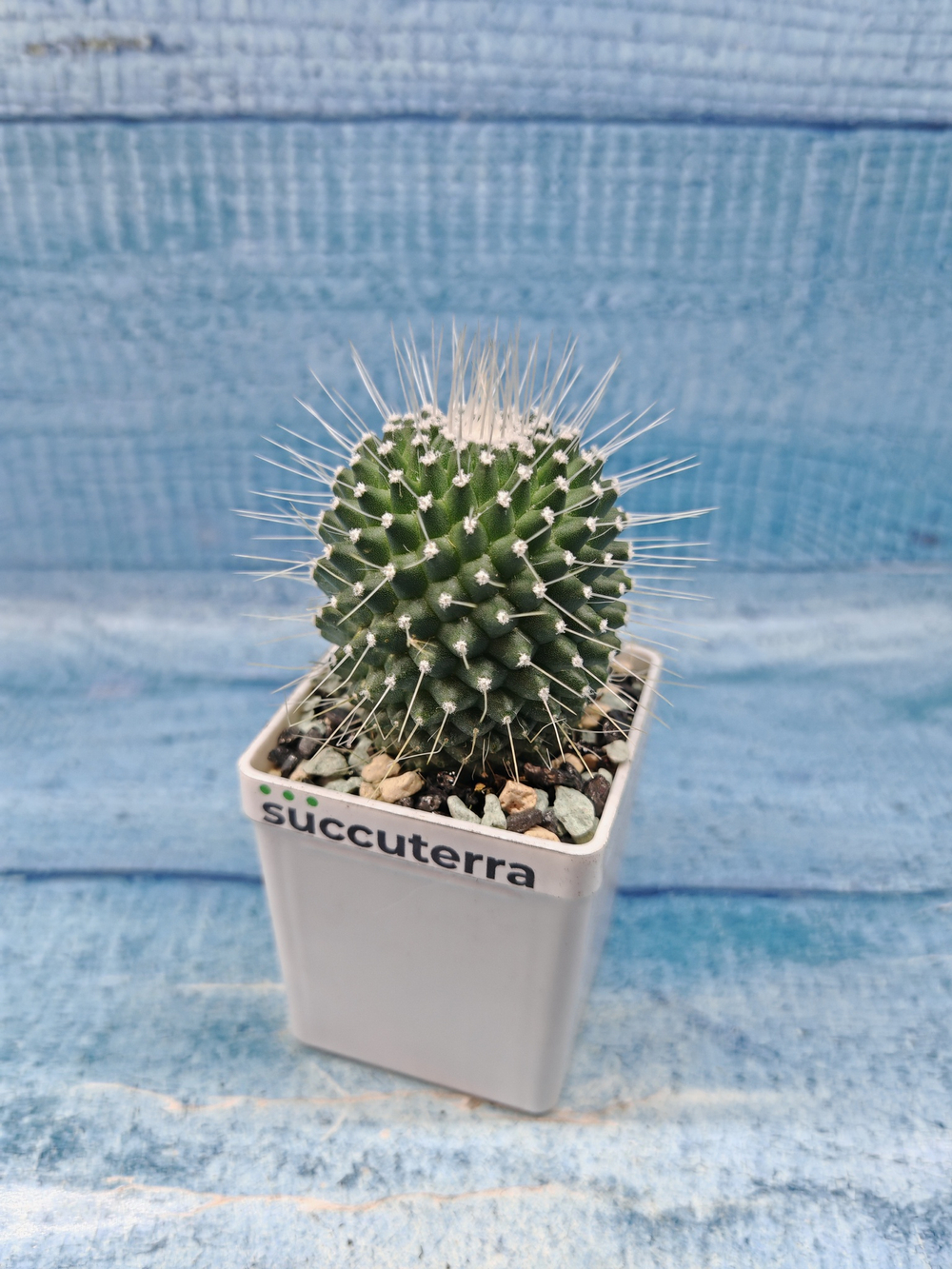 Mammillaria Pico (Маммилярия)