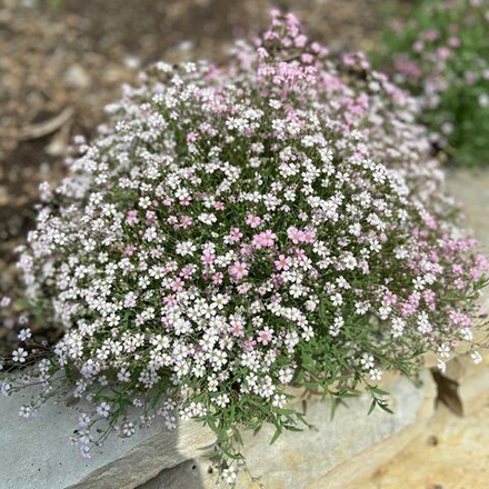Гипсофила "Repens"