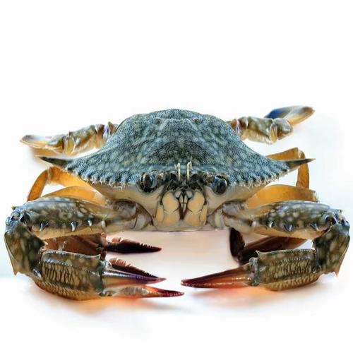Замороженный голубой краб