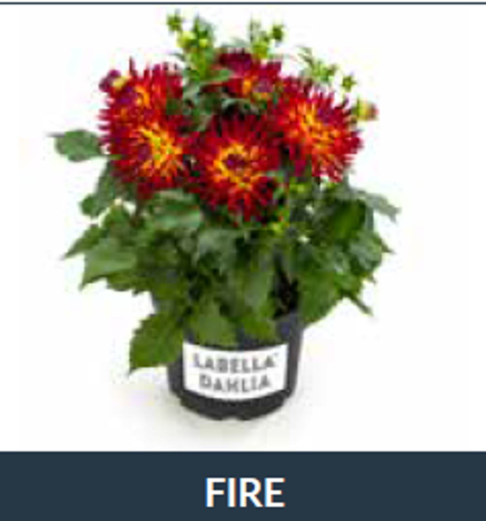 ЕВРО Георгина Labella Maggiore Fun Fire укорененный черенок ОКС февраль 26 Beekenkamp