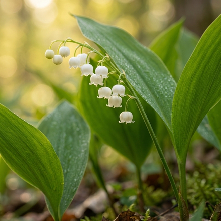 Отдушка TFC - Аромат ландыша (Muguet)