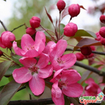 Яблоня декоративная Роялти