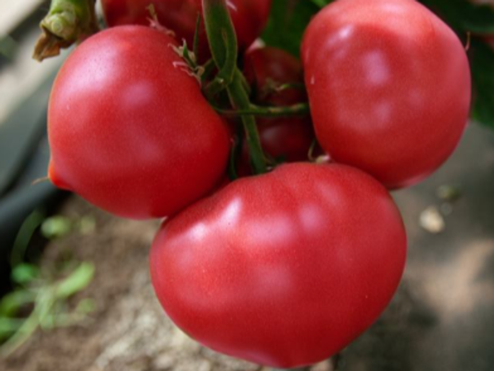 Астериус F1 семена томата индетерминантного (Enza Zaden / Энза Заден)