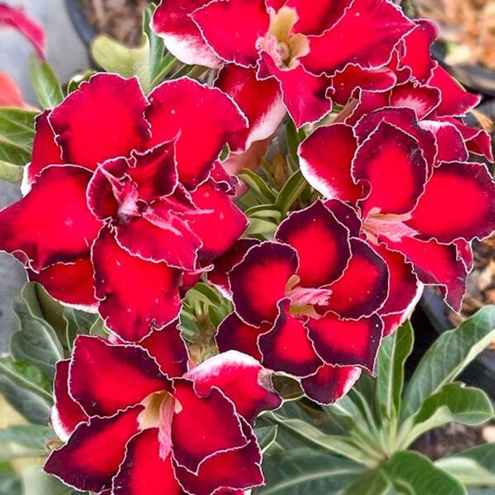 Адениум BARBIE