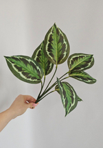 Калатея / Арт 6371