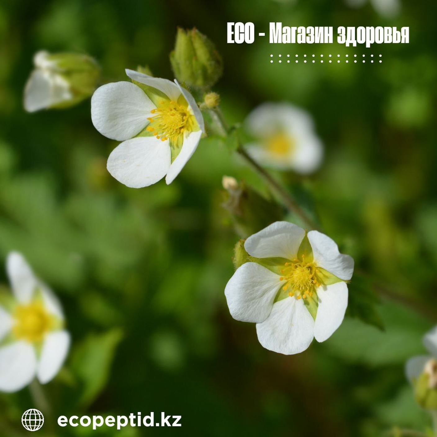 «Лапчатка белая»: природная поддержка щитовидной железы и гармонии организма