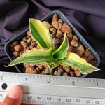 Сансевиерия ANGOLA VAR