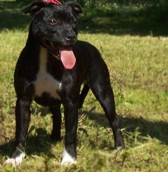 Стаффордширский бультерьер