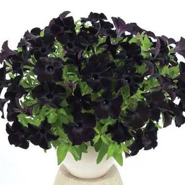 32437 ПЕТУНИЯ  PATIA BACK TO BLACK
