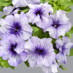 Петуния грандифлора Лимбо Джи Пи Блю Вейнед (100др) Витагрин Профи