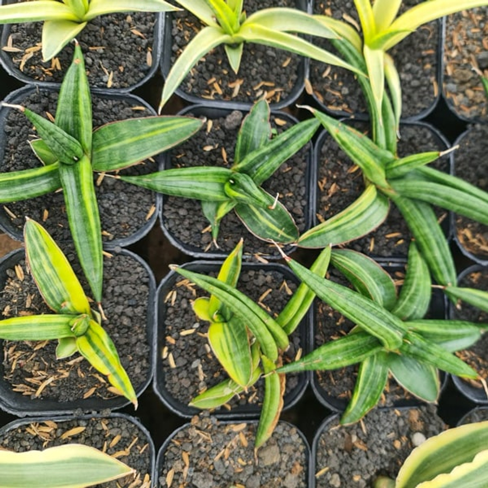 Сансевиерия PATENS VAR