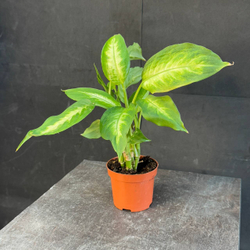 Диффенбахия (Dieffenbachia)