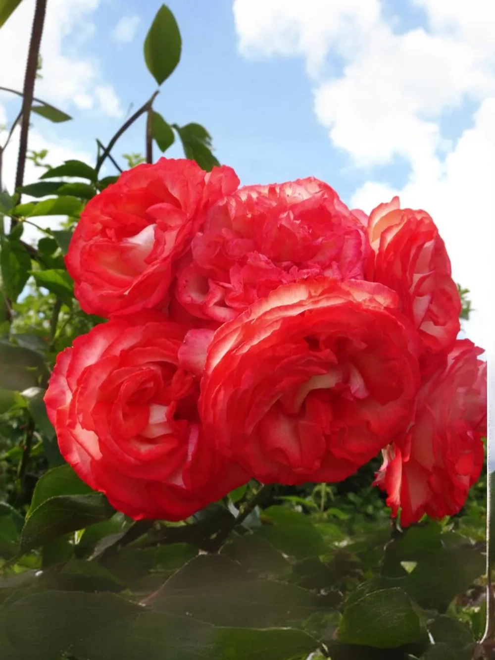 Роза плетистая Антик-89