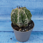 Astrophytum Myriostigma cv. Fukuryu (Астрофитум)