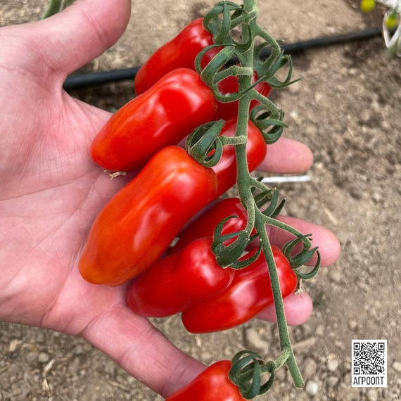 Идолини F1 семена томата индетерминантного (Rijk Zwaan / Райк Цваан) культура – фото 13