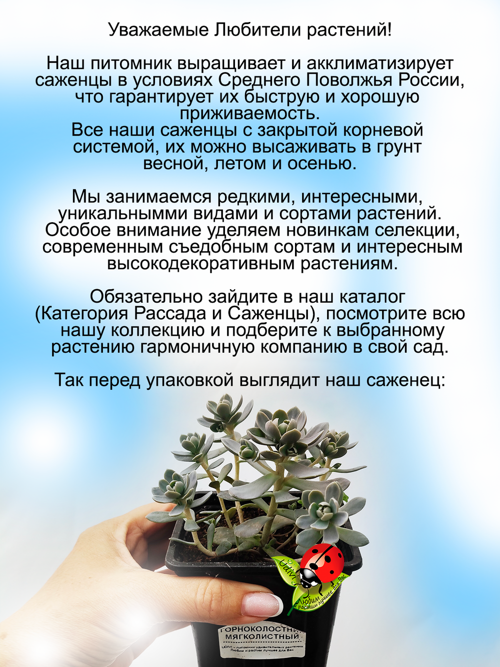 Горноколосник мягколистный многолетний